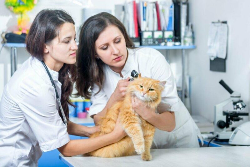 если у вас кошка, то важно, чтобы врач имел опыт в работе с кошками